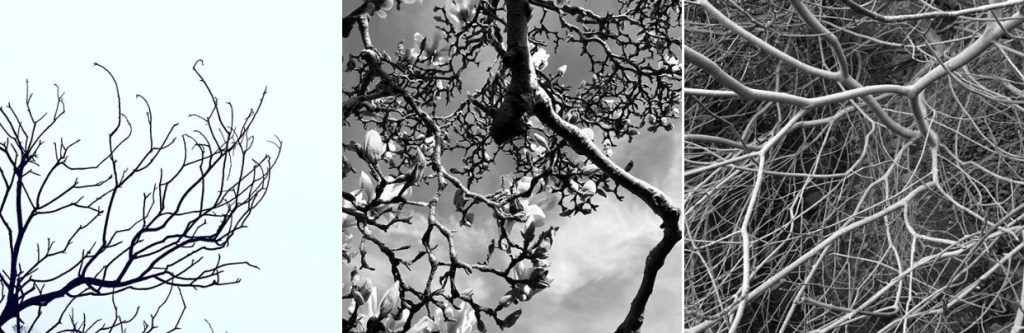 SpiritandBones-trees