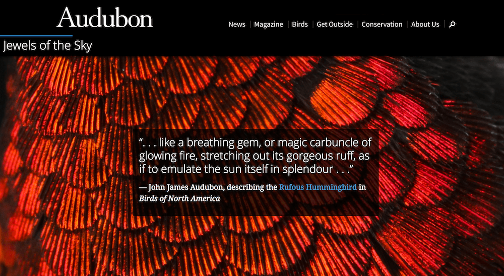 audubon hummingbirds