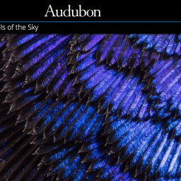 #SixFootWingspan – weekly creativity prompts