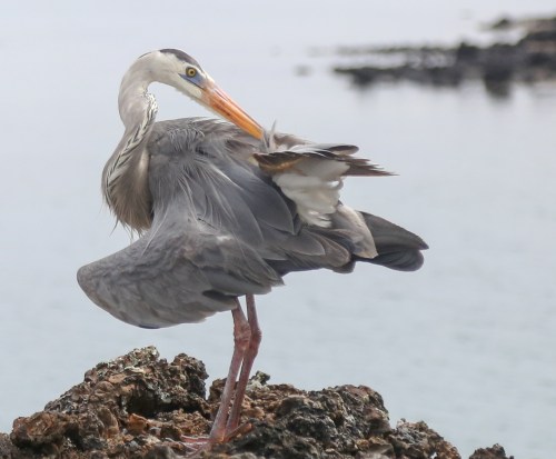 heron-6D9A0565-harding