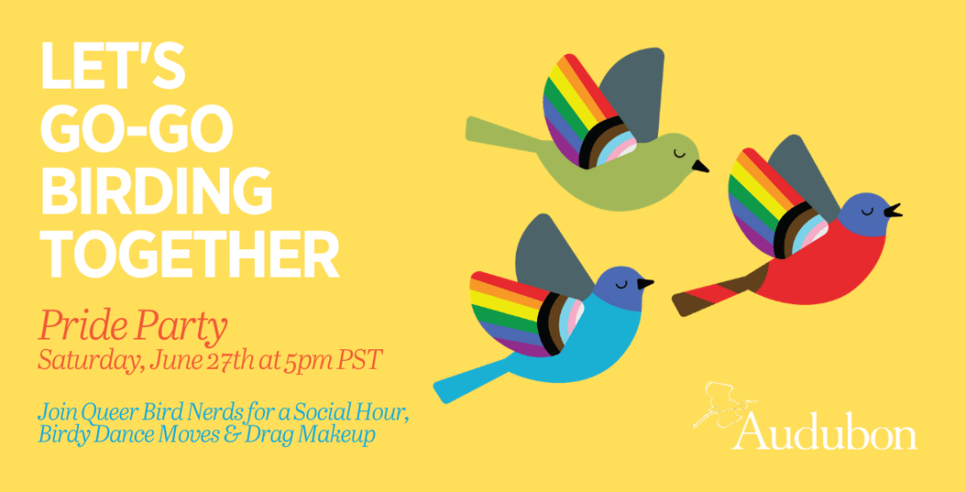 go-go birding feature